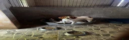 Brittany Spaniel dogs for adoption: Ula   in Consett - Advert 11