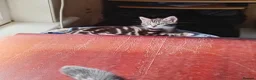 British Shorthair cats for sale: Gorgeous kittens in Edinburgh - Advert 3