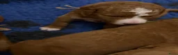 Australian Labradoodle dogs for sale: fully health tested Australian Labradoodles - Advert 13