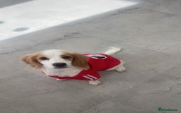 Cocker Spaniel dogs for sale: female - Image 2