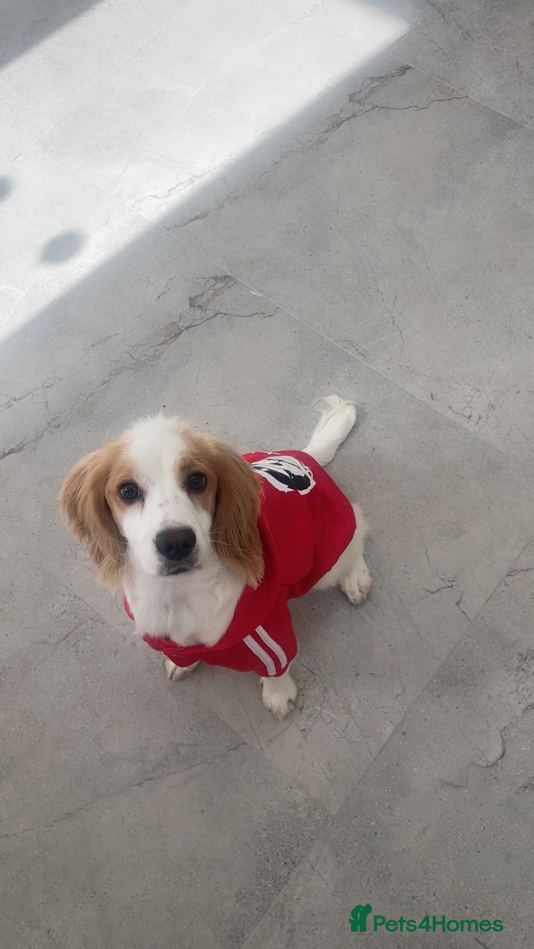 Cocker Spaniel dogs for sale: female - Image 2