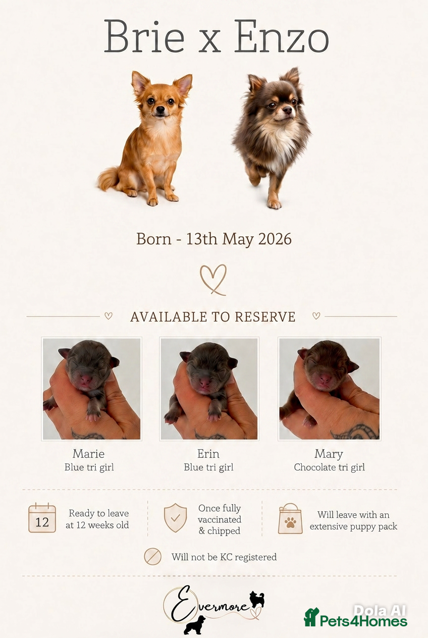 Chihuahua dogs ✨ Beautiful Long Haired Chihuahua Litter ✨ - Advert 6