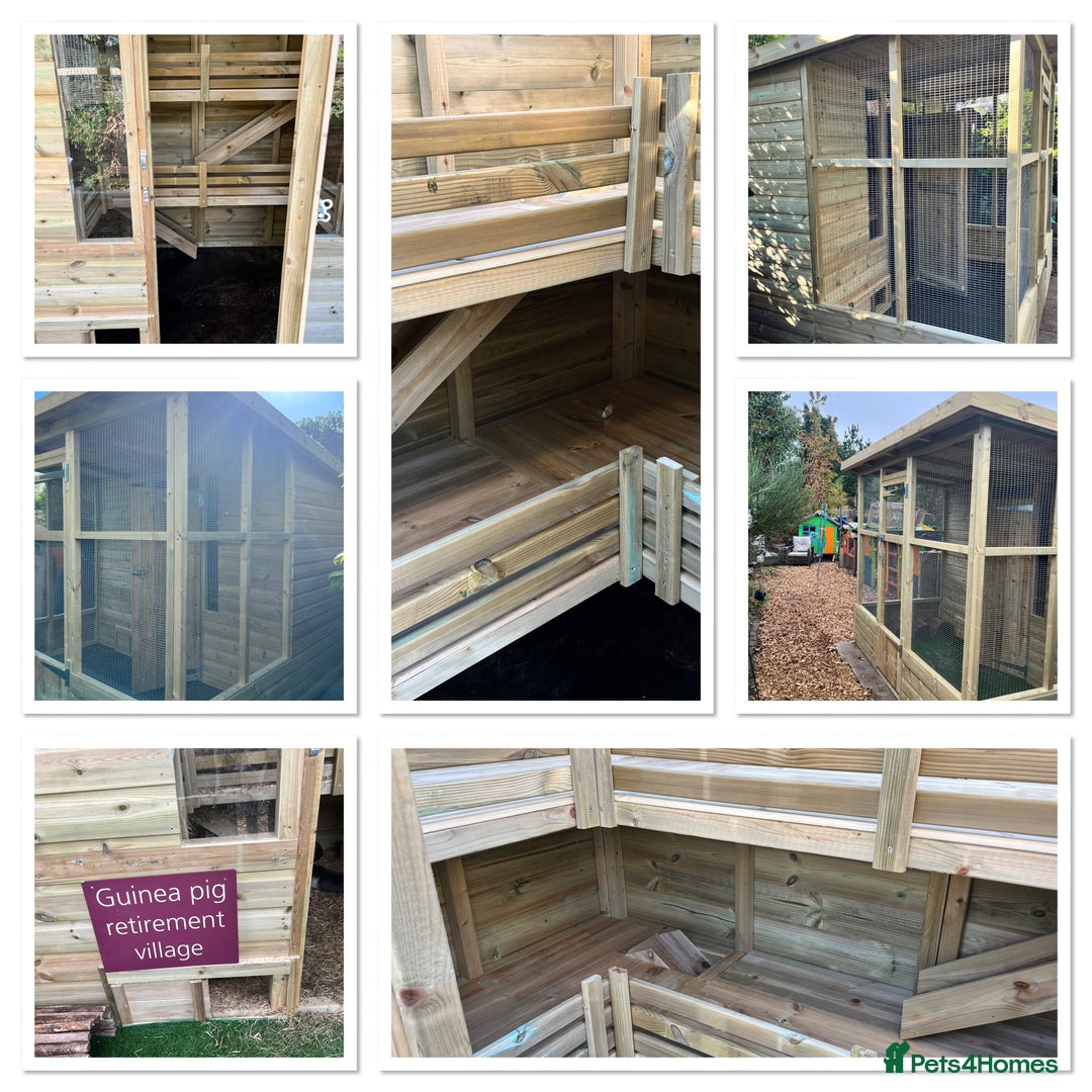 Guinea Pig rodents for sale: Guinea pig sanctuary - Image 2