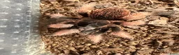 Mixed Breed invertebrates for sale: Tarantula and scorpion collection for sale - Advert 8