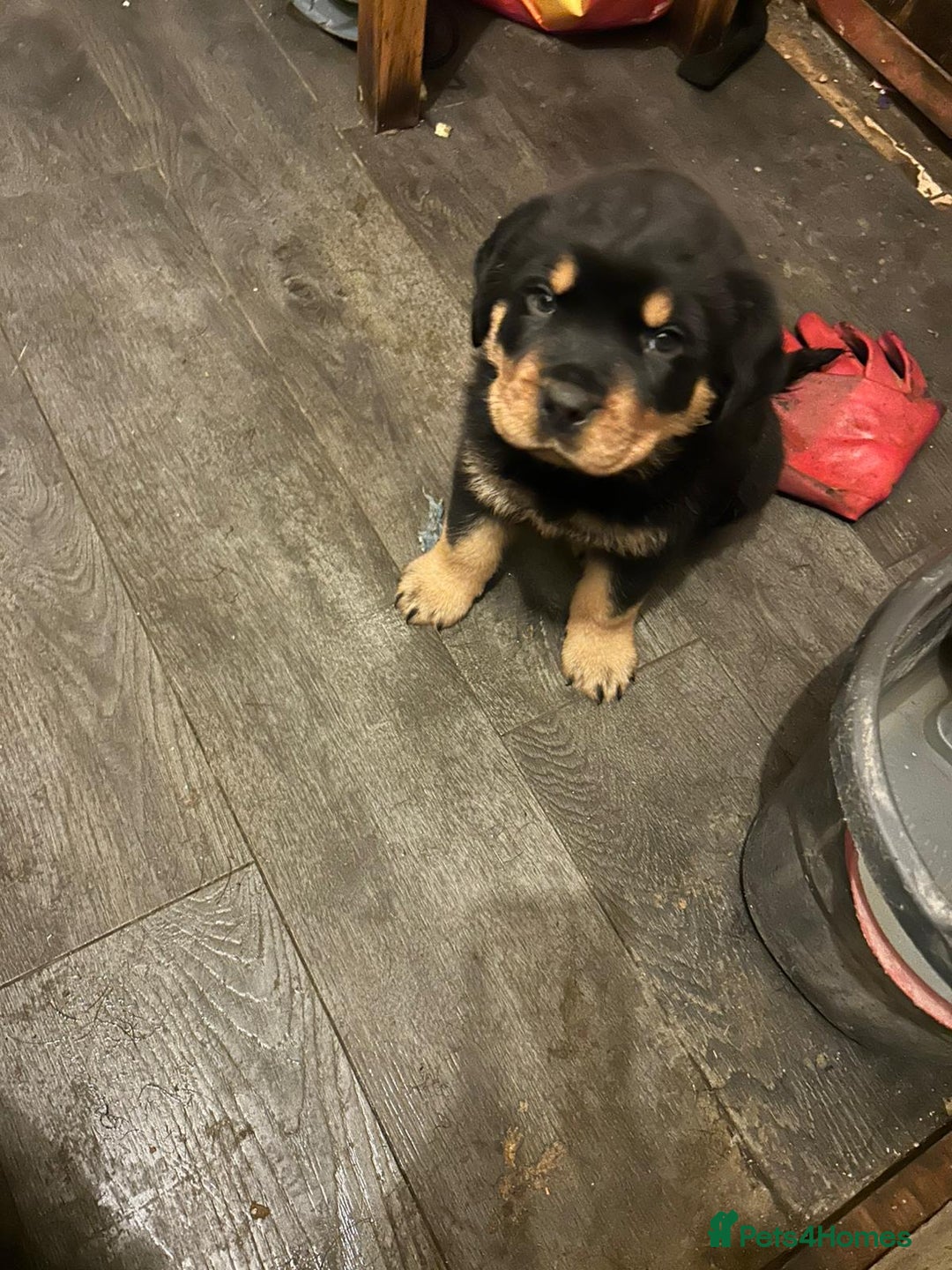 Rottweiler dogs for sale: Big and chunky kc Rottweiler puppy’s for sale  - Advert 5