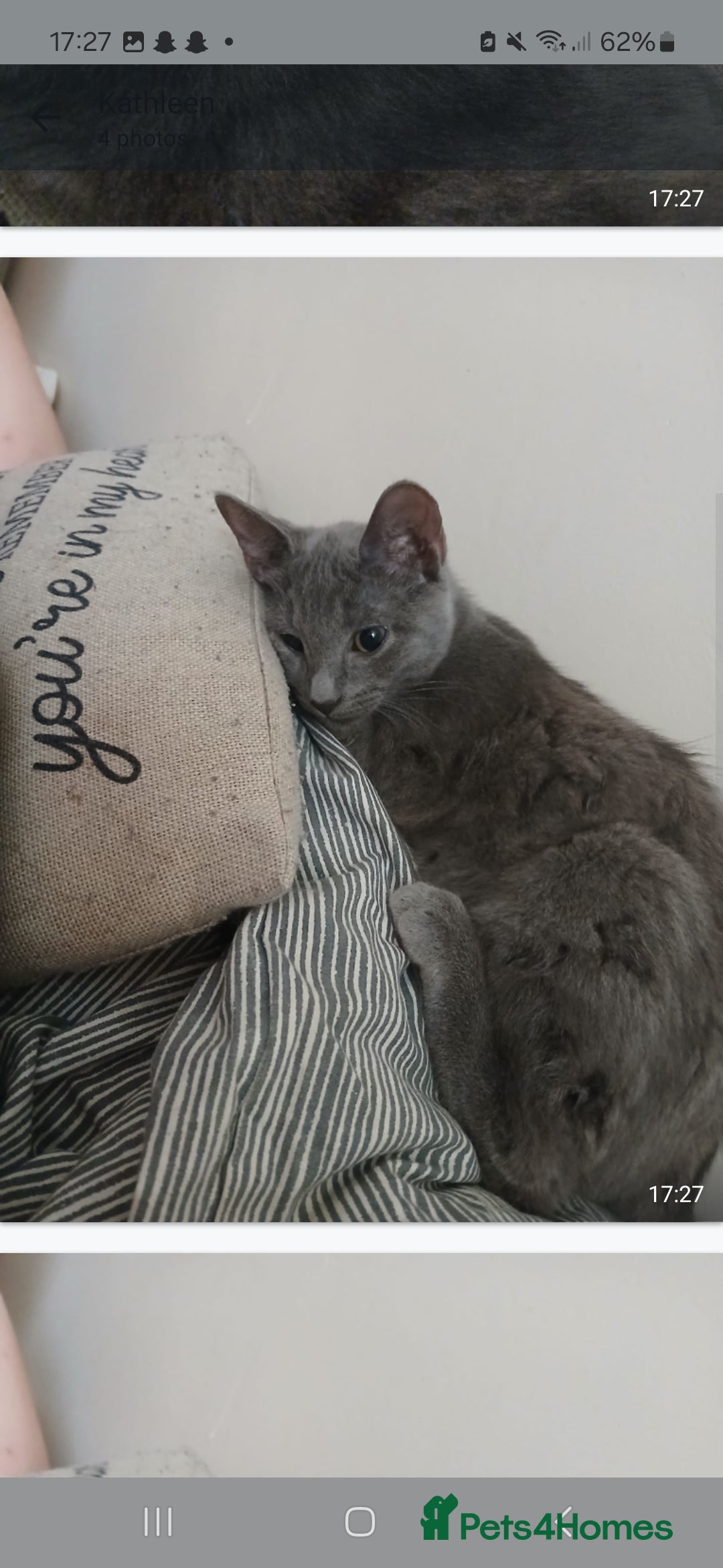 Russian Blue cats for sale: Russian blue cats - Advert 3