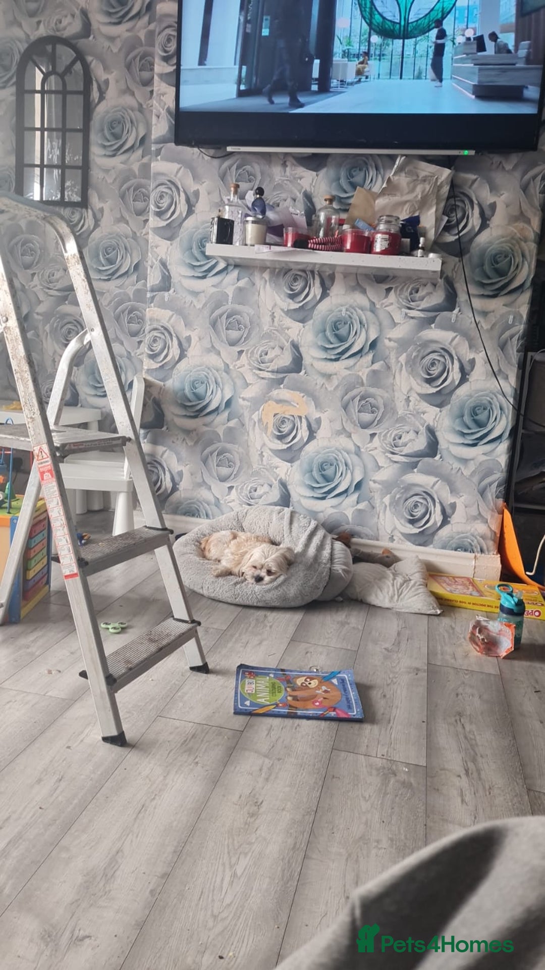 Shih Tzu dogs for sale: Female shih tzu  - Advert 5