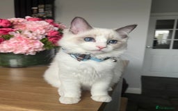 Ragdoll cats for sale: Registered Ragdoll kittens for sale - Image 36