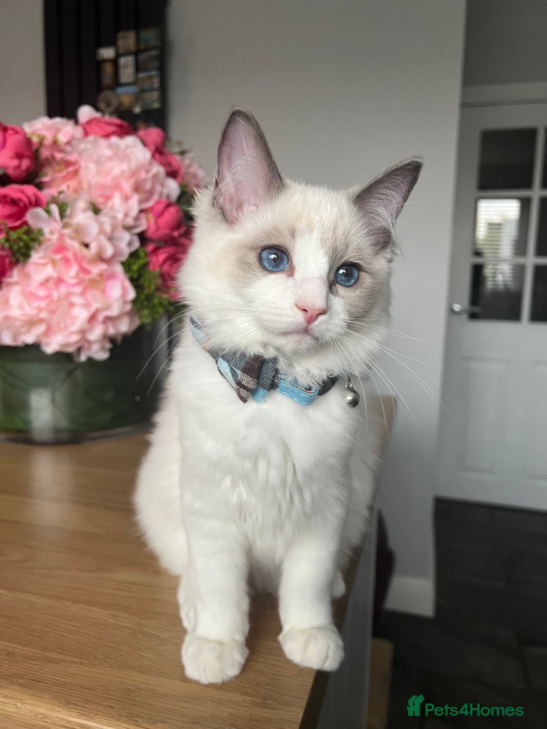 Ragdoll cats for sale: Registered Ragdoll kittens for sale - Image 36