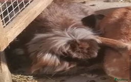 Mini Lion Lop rabbits for sale: Adoption Meet Tazer Mini Lop - Image 5