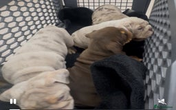 English Bulldog dogs for sale: Last 2 left ready to go to new home  - Image 4