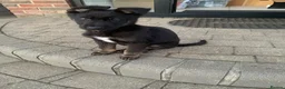 German Shepherd dogs for sale: 3 Adorable Male German Shepherd Puppies  - Advert 4