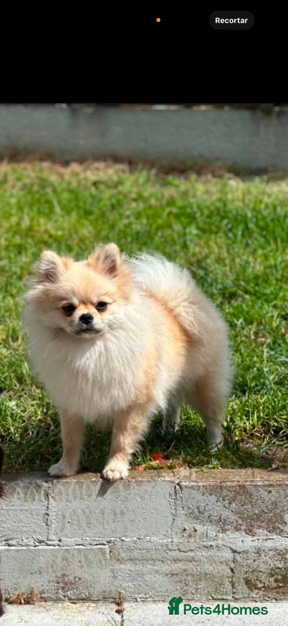 Pomeranian dogs Beautiful Pomeranian puppies  - Advert 1