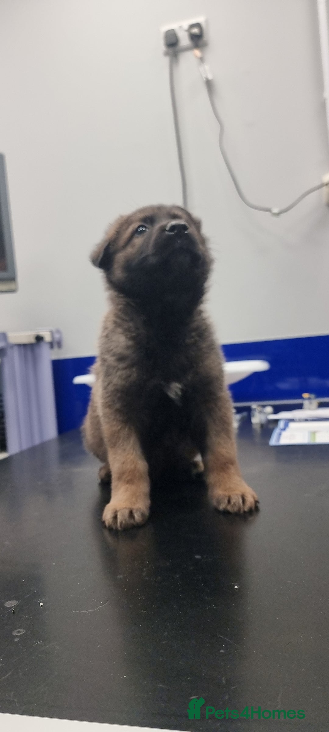 German Shepherd dogs for sale: German Shepherd Puppies - Advert 3