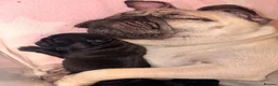 Pug dogs for sale: 🐾 Stunning Pug puppies 🐾 in Wigan - Advert 9