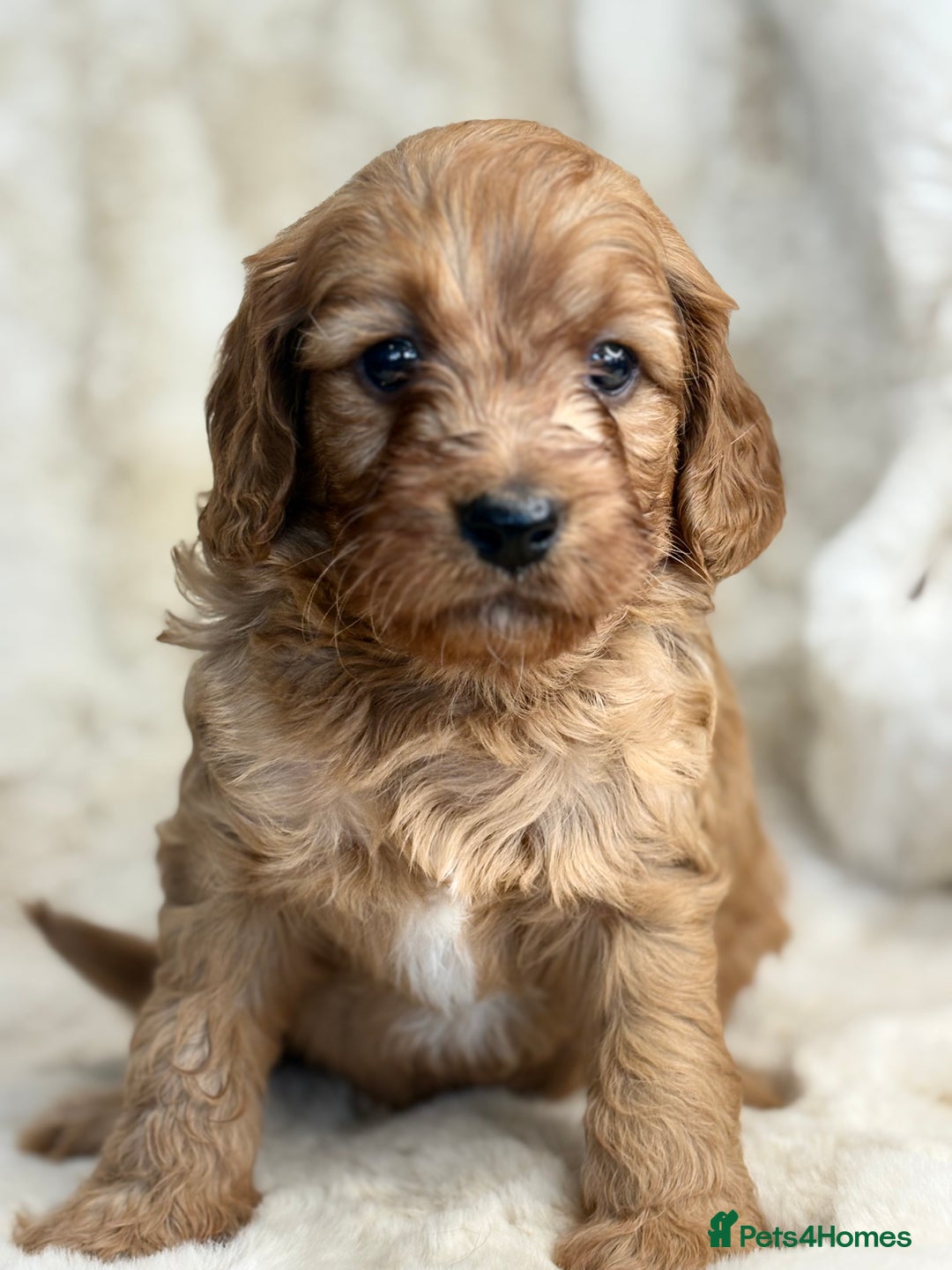 Cavapoo dogs for sale: Stunning health tested Cavapoo puppies - Image 8