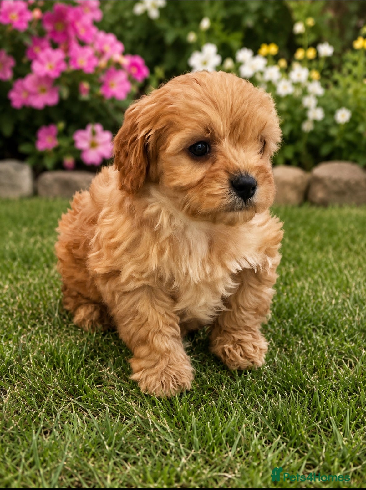 Cavapoo dogs Charming cavapoo puppies  - Advert 7