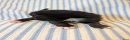 British Longhair cats for sale: *1 LEFT* British Longhair X Maine Coon Kittens - Advert 28
