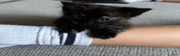 British Shorthair cats for sale: 6 adorable kittens - Advert 10