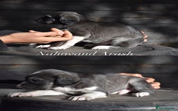 Saluki dogs for sale: ✨Exceptional Saluki Puppies from Iranian Imports✨ - Image 9