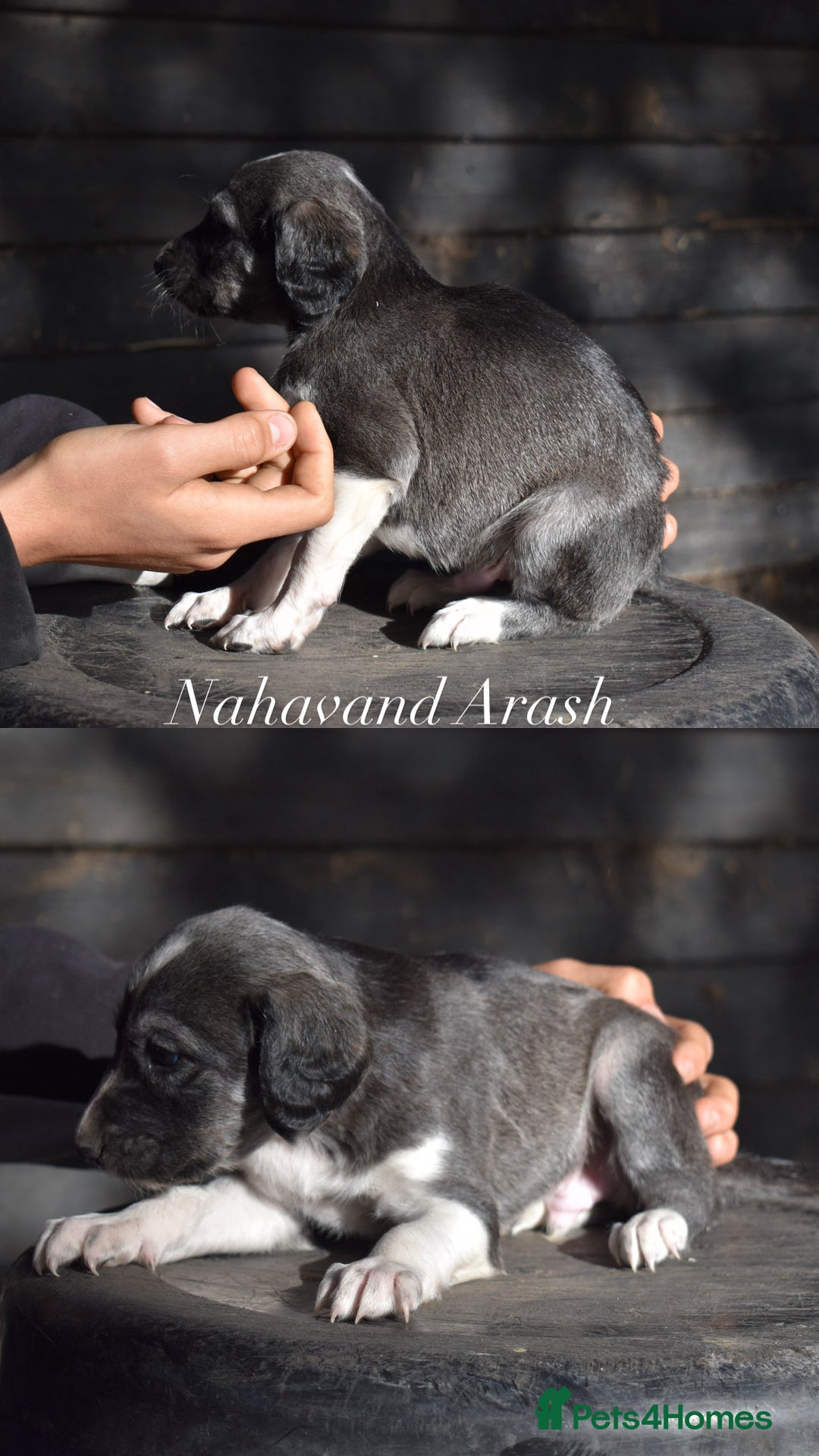 Saluki dogs for sale: ✨Exceptional Saluki Puppies from Iranian Imports✨ - Image 9