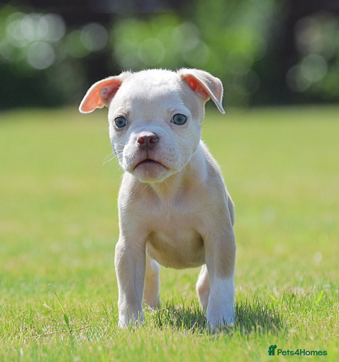 Old Tyme Bulldog dogs for sale: 5⭐️RATED, LICENSED. 23 YEARS EXPERIENCE  - Image 4
