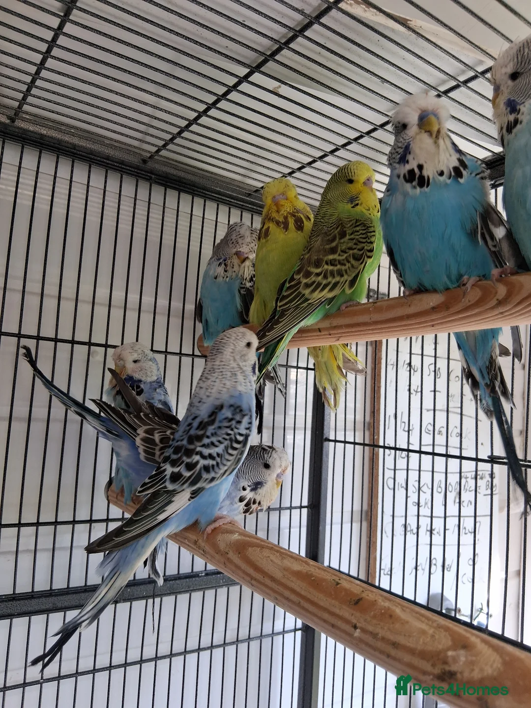 Budgerigars birds for sale: Exhibition Type Budgerigars - Advert 2