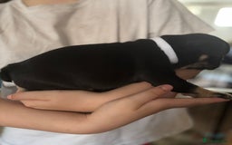 French Bulldog dogs for sale: French bulldog puppies  - Image 4