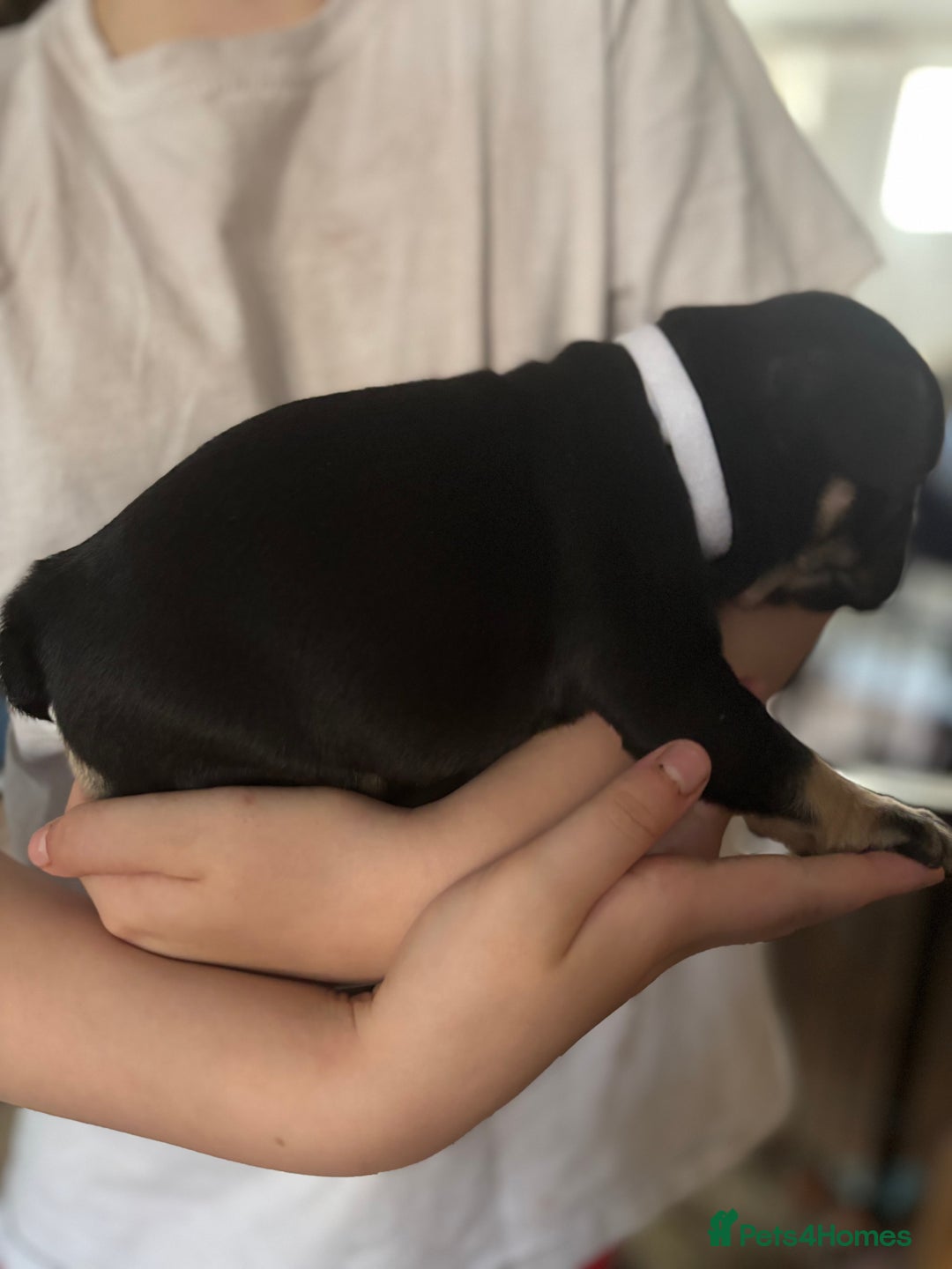 French Bulldog dogs for sale: French bulldog puppies  - Image 4