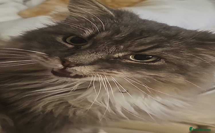 British Longhair cats - Advert 1