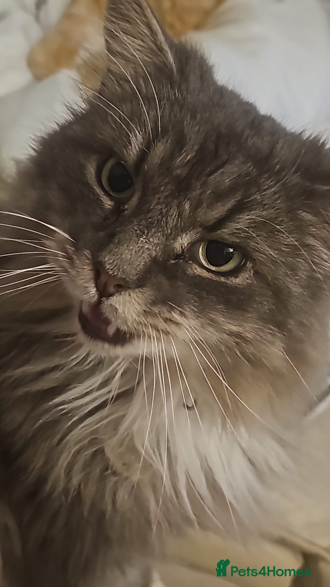 British Longhair cats for sale: Adult cats request forever homes - Image 1