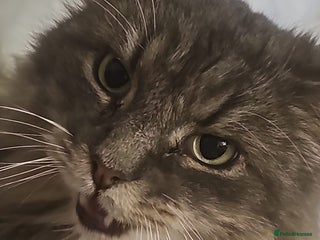 British Longhair cats - Advert 30