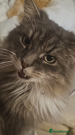 British Longhair cats - Advert 5