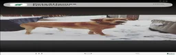Labrador Retriever dogs for sale: Beautiful fox red Labrador litter  - Advert 29