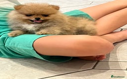 Pomeranian dogs for sale: Pomeranian show quality boy - Image 9