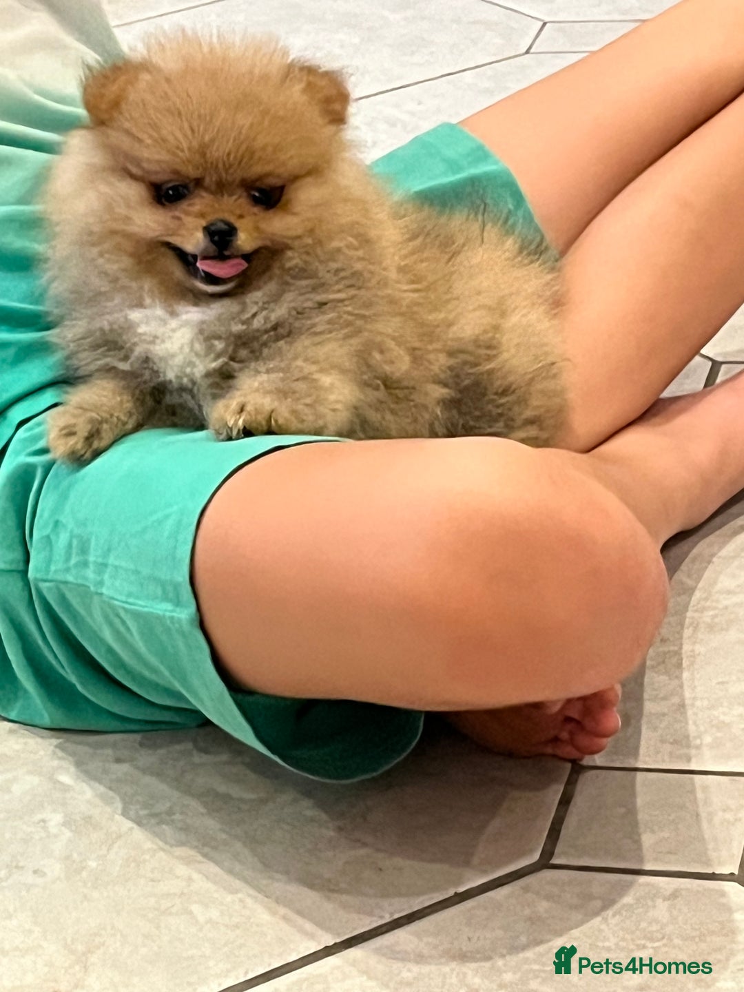 Pomeranian dogs for sale: Pomeranian show quality boy - Image 9