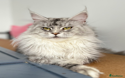 Maine Coon cats for sale: Meet This Special Maine Coon Girl - Image 7