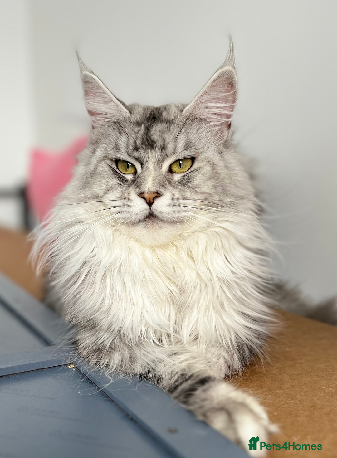 Maine Coon cats for sale: Meet This Special Maine Coon Girl - Image 7