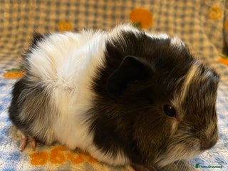 Guinea Pig rodents Gorgeous baby Guinea pigs - Advert 18