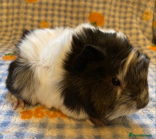 Guinea Pig rodents Gorgeous baby Guinea pigs - Advert 12