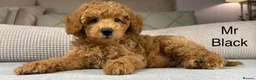 Maltipoo dogs for sale: GORGEOUS MALTIPOOS. BOYS ONLY - Advert 27