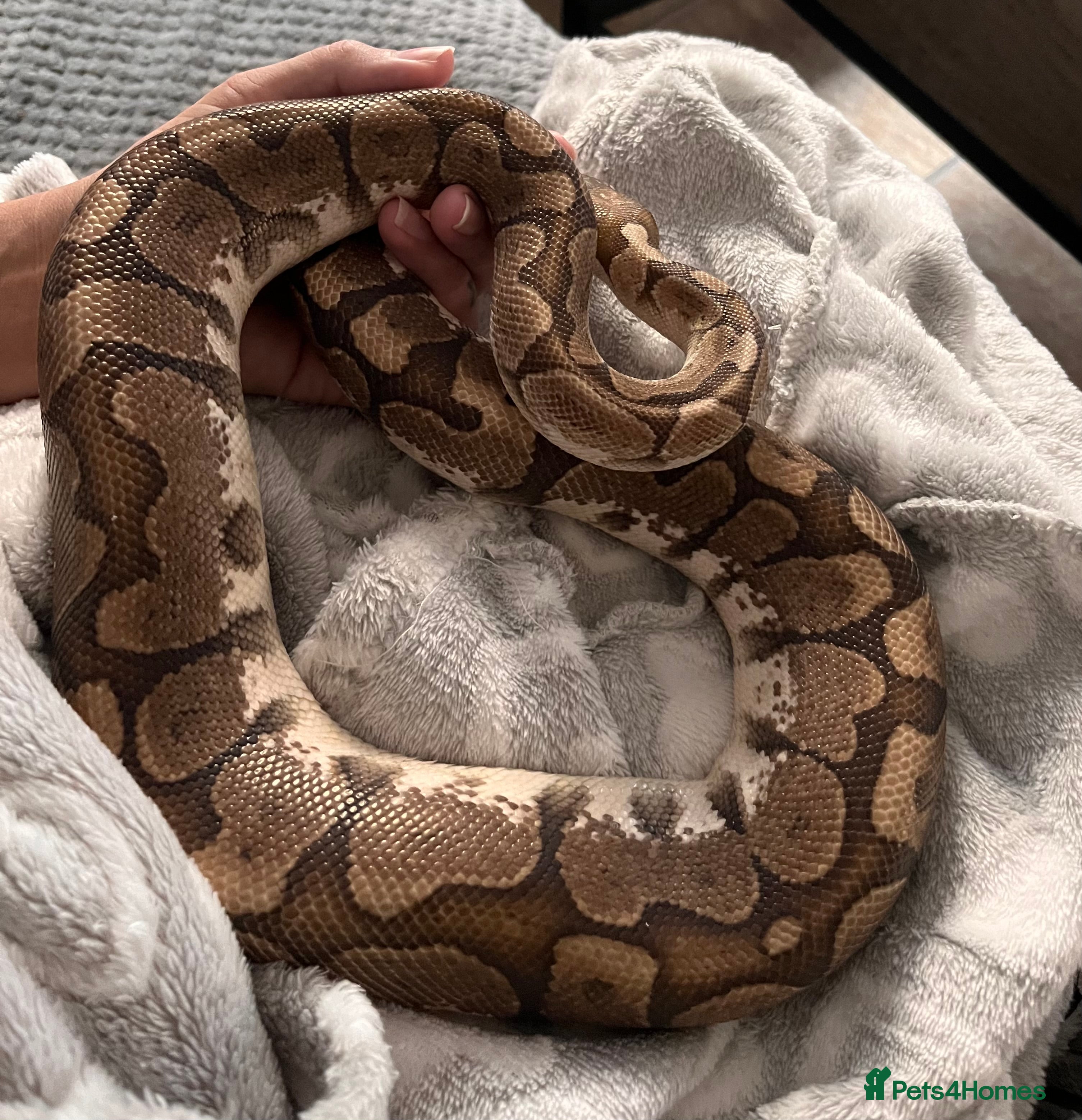 Python Snake reptiles 2 year old banana ball python  - Advert 12