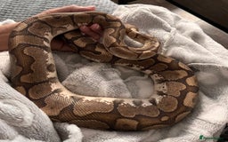 Python Snake reptiles for sale: 2 year old banana ball python  - Advert 1