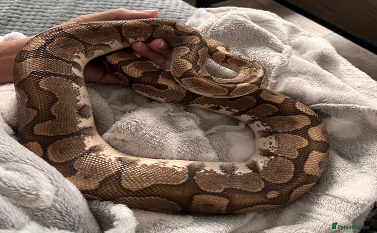 Python Snake reptiles 2 year old banana ball python  - Advert 1