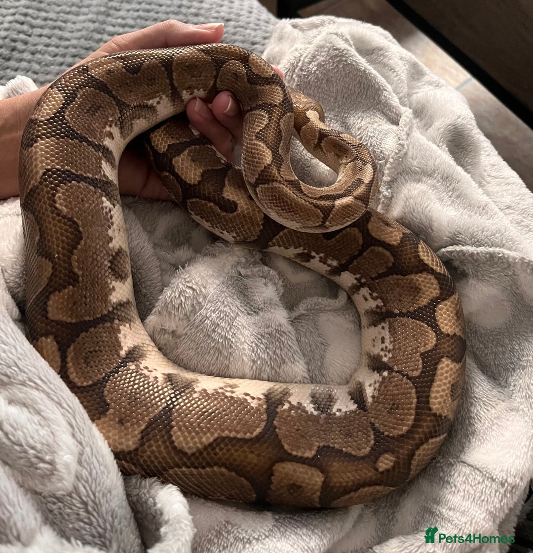Python Snake reptiles for sale: 2 year old banana ball python  - Advert 1