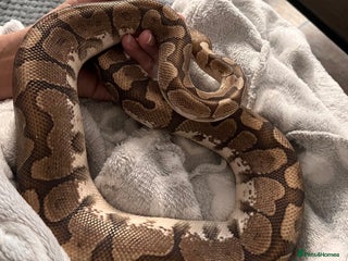 Python Snake reptiles 2 year old banana ball python - Advert 1