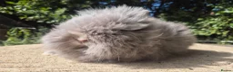 Angora rabbits for sale: ❤️STUNNING TEDDYDWERG BABIES- IMPORTED PARENTS ❤️ - Advert 9