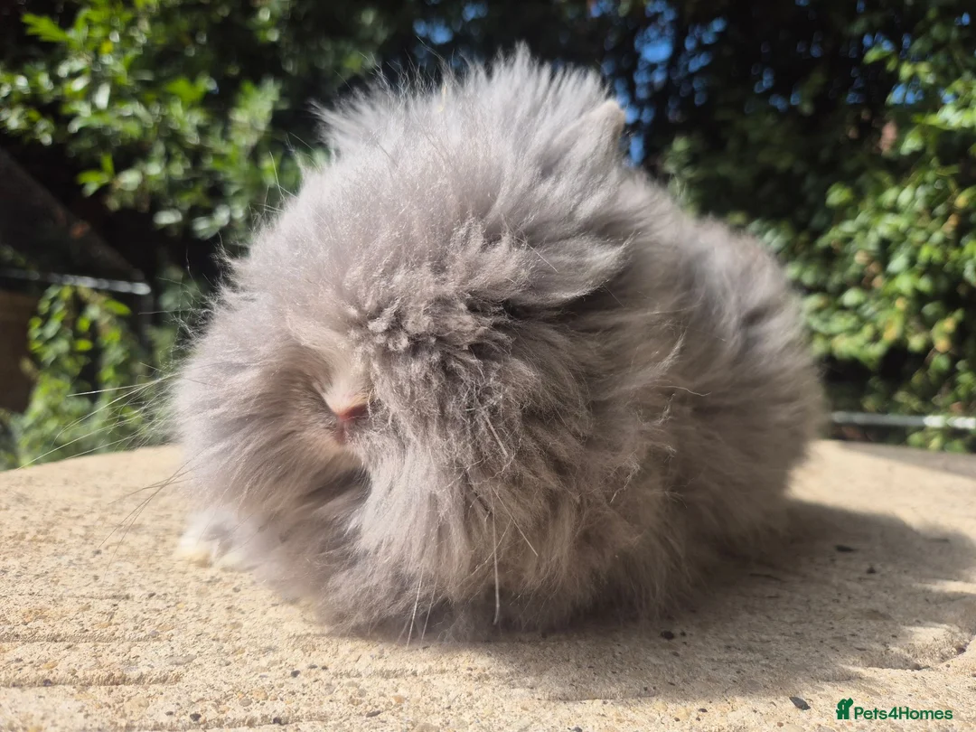 Angora rabbits for sale: ❤️STUNNING TEDDYDWERG BABIES- IMPORTED PARENTS ❤️ - Advert 9