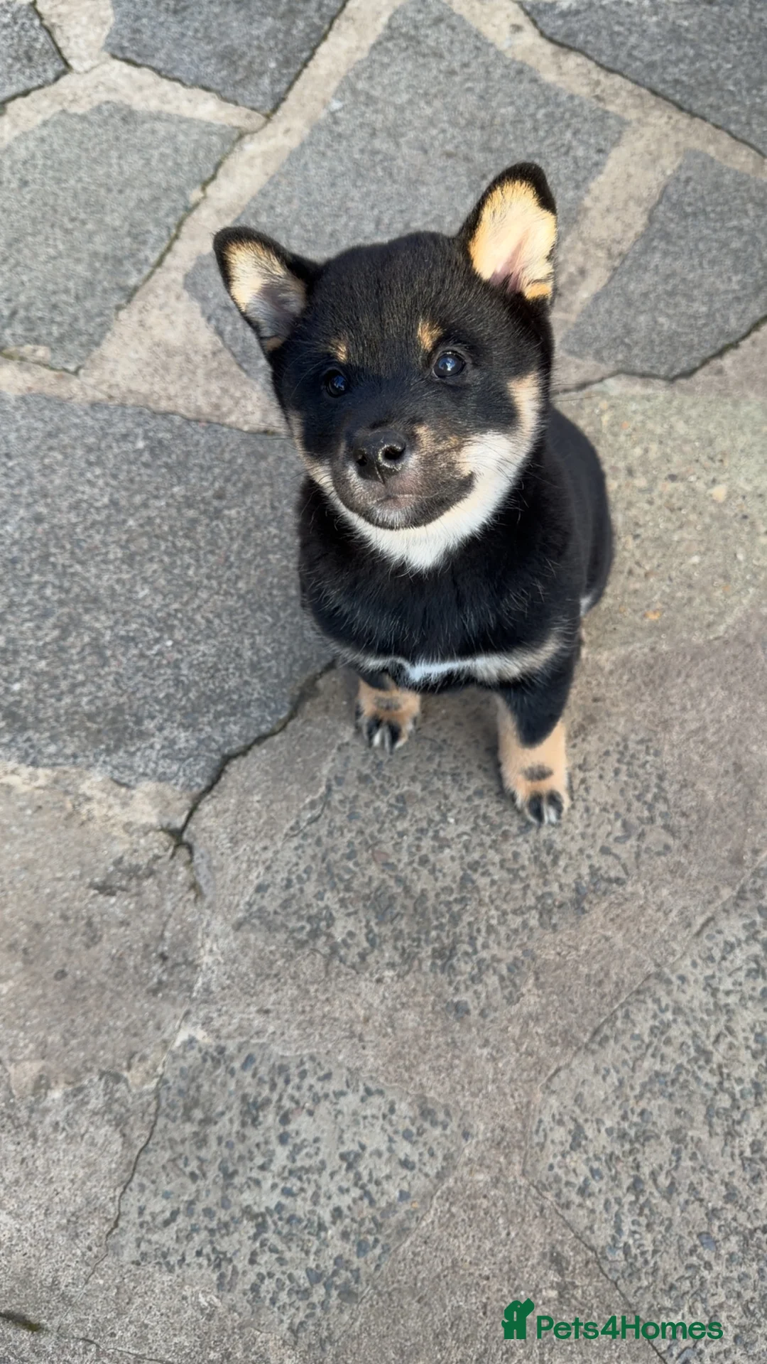 Japanese Shiba Inu dogs for sale: Japanese Shiba Inu  - Advert 11