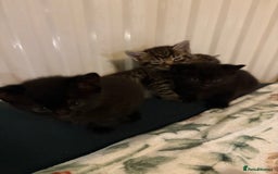 British Shorthair cats for sale: 4 lovely little kittens  - Advert 8